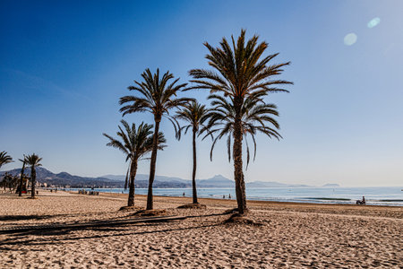 Tall palm trees cast long shadows on a sunlit sandy beach, with a distant view of mountains across the calm seaの写真素材