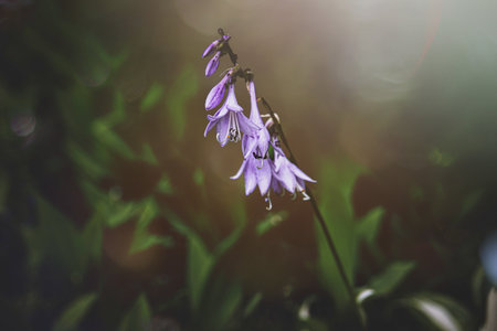 Delicate purple flowers hang gracefully from a single stem, surrounded by a soft, blurred backgroundの写真素材
