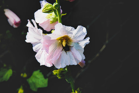 Delicate light mallow pink flowers bloom against a dark background,の写真素材