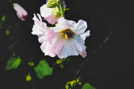 Delicate light mallow pink flowers bloom against a dark background,の写真素材