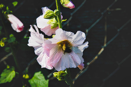 Delicate light mallow pink flowers bloom against a dark background,の写真素材