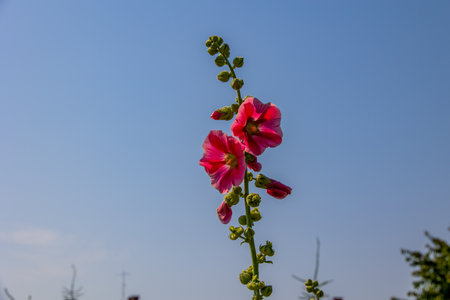 A vibrant pink flower with multiple blossoms stands tall against a clear blue sky.の写真素材
