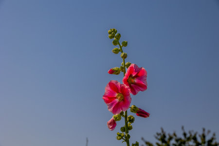Bright pink flowers bloom against a clear blue sky, showcasing their vibrant petals and green budsの写真素材
