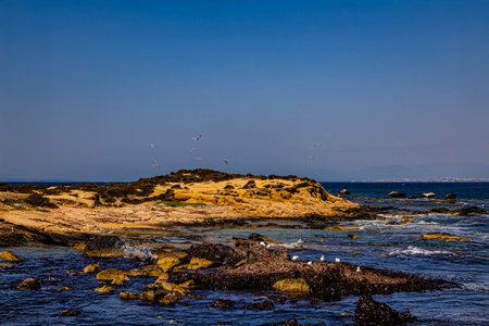 Golden rocky outcrops extend into the calm blue sea under a clear sky, with seagulls soaring above the sceneの写真素材