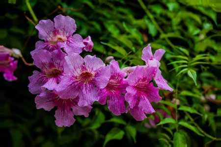 A cluster of bright pink trumpet flowers stands out against a lush green background.