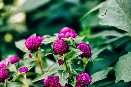 Bright purple flowers stand out against lush green foliage, creating a vivid contrastの写真素材