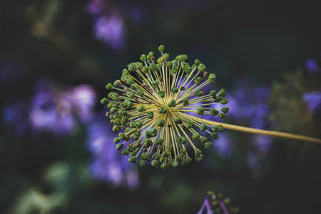 A spherical allium flower stands out against a blurred background, displaying its unique structure.の写真素材
