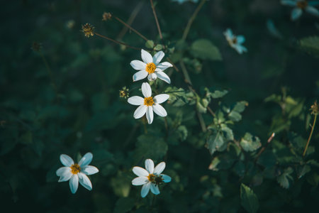Delicate white flowers stand out against a backdrop of dark green leaves.の写真素材