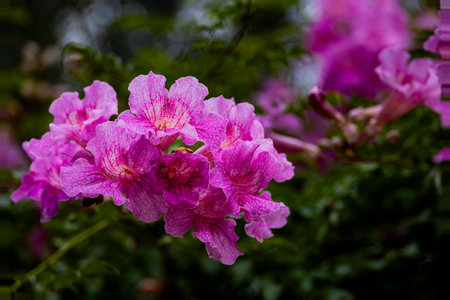 A cluster of bright pink flowers stands out against a blurred background of greenery.