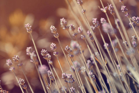 Levanderの写真素材