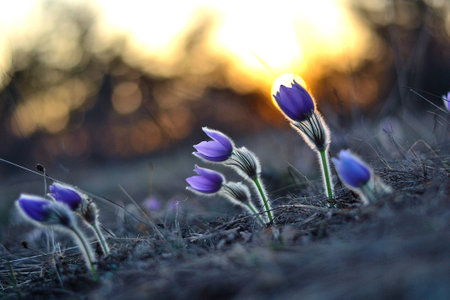 Pasqueflowerの写真素材