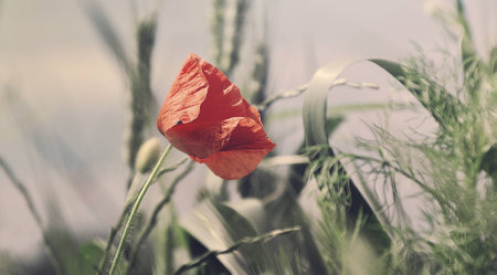 Wild poppyの写真素材