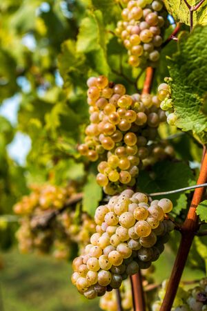 Grapes of white vine on vineyeard