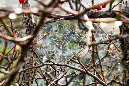 spider web in bush in autumnの写真素材