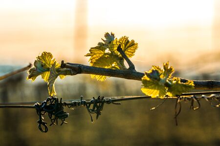 wine buds in spring on a vineyardの写真素材