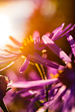 Blue daisy in warm evening sunの写真素材