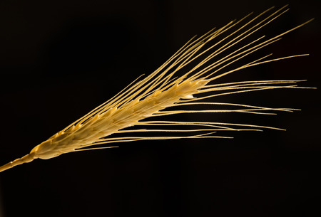 grain の写真素材