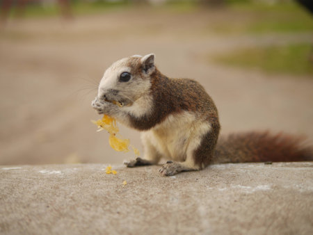 Squirrel eats fruitの写真素材