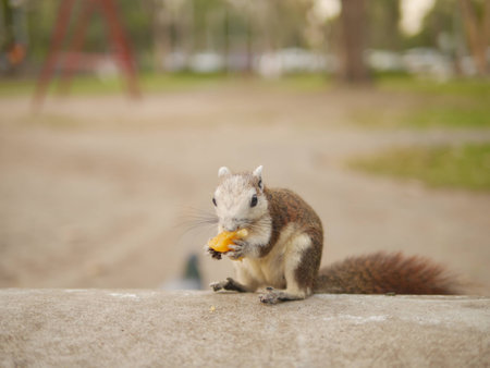 Squirrel eats fruitの写真素材