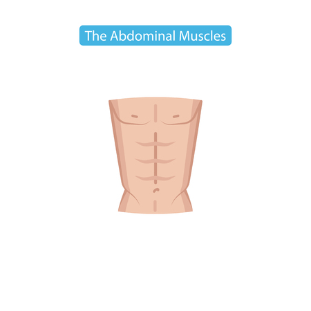 The abdominal muscles fit icon. Perfect abdominal muscles of bodybuilder athletic man torso flat icon vector illustration for apps website media print. Isolated on white background.のイラスト素材