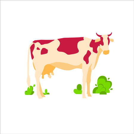 Spotted grazing cow dairy cattle. Domestic herbivorous animal, farm livestock. Agriculture and farming concept flat vector illustration isolated on white backgroundのイラスト素材