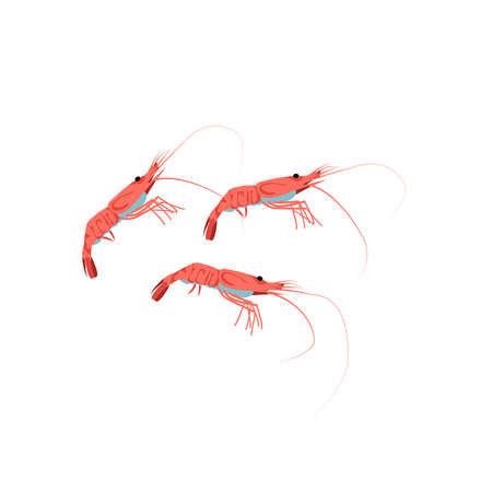 Fresh shrimps marine creatures set. Delicacy nutritious seafood. Restaurant menu, fish market design. Organic natural healthy vegetarian food cartoon vector illustration isolated on white backgroundのイラスト素材