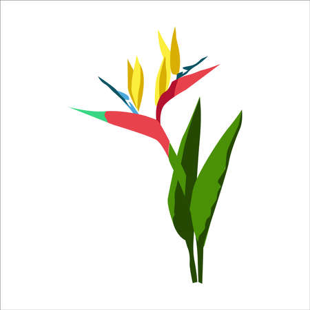 Heliconia bicolor exotic flower isolated on whiteのイラスト素材