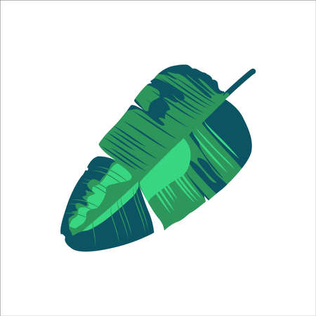 Monstera deliciosa green leaf. Exotic tropical jungle plant. Summer party, holidays, wedding, cosmetics floral design flat vector illustration isolated on white backgroundのイラスト素材