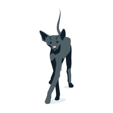 Graceful black cat of oriental breed. Beautiful domestic animal walking cartoon vector illustration isolated on white backgroundのイラスト素材