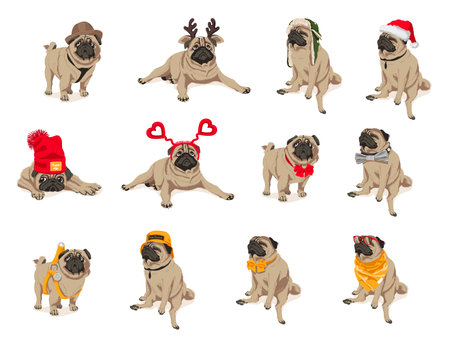 Cute funny pug dogs set. Adorable friendly purebred chubby pet animal wearing trendy clothes and accessories cartoon vector illustration isolated on white backgroundのイラスト素材