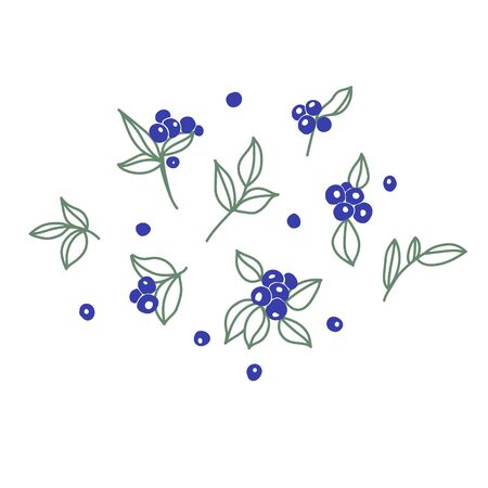 Vector illustration  with set of  blueberries. Blueberries and leaves on white backgroundのイラスト素材