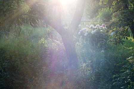 light on the forgotten gardenの写真素材