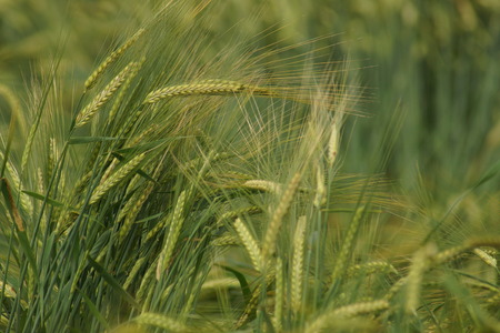 corn ruined by rainの写真素材