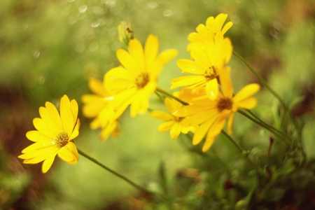 yellow gazaniaの写真素材