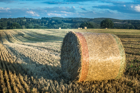 harvest grain on the fieldの写真素材