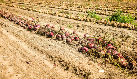 harvest onionsの写真素材