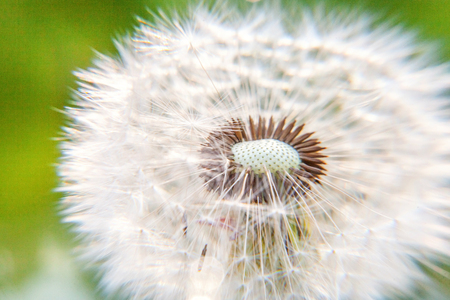 Dandelion seeds blowing in wind in summer field background. Change growth movement and direction concept. Inspirational natural floral spring or summer garden or park. Ecology nature landscapeの写真素材