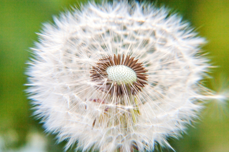 Dandelion seeds blowing in wind in summer field background. Change growth movement and direction concept. Inspirational natural floral spring or summer garden or park. Ecology nature landscapeの写真素材