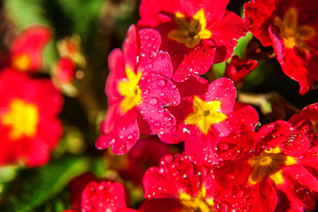 Primrose Primula with red flowers. Inspirational natural floral spring or summer blooming garden or park under soft sunlight and blurred bokeh background. Colorful blooming ecology nature landscapeの写真素材