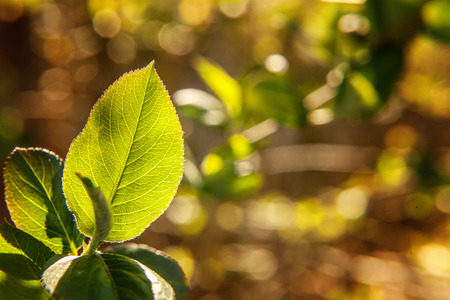 Closeup nature view of green leaf glow in sun on blurred greenery spring or summer background in garden or park with copy space. Natural green plants landscape ecology fresh wallpaper conceptの写真素材
