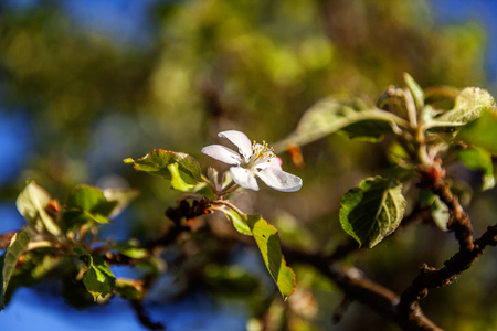 Beautiful white apple blossom flowers in spring time. Background with flowering apple tree. Inspirational natural floral spring blooming garden or park. Colorful ecology nature landscapeの写真素材
