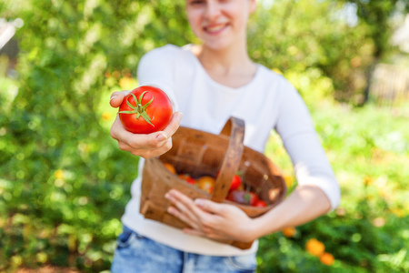 Gardening and agriculture concept. Young woman farm worker hands holding basket picking fresh ripe organic tomatoes in garden. Greenhouse produce. Vegetable food productionの写真素材