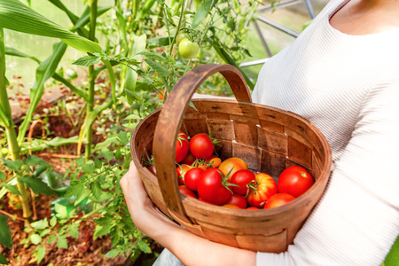Gardening and agriculture concept. Woman farm worker hands with basket picking fresh ripe organic tomatoes. Greenhouse produce. Vegetable food production. Tomato growing in greenhouseの写真素材