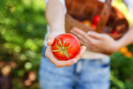 Gardening and agriculture concept. Young woman farm worker hands holding basket picking fresh ripe organic tomatoes in garden. Greenhouse produce. Vegetable food productionの写真素材