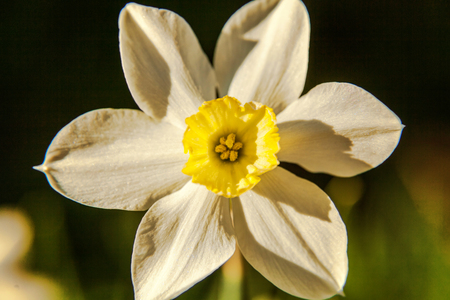 Blooming Narcissus daffodils. Flower bed jonquils with blurred bokeh background. Inspirational natural floral spring or summer blooming garden or park. Colorful blooming ecology nature landscapeの写真素材