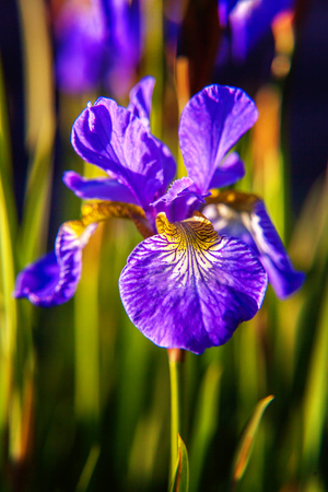 Flower bed with purple irises and blurred bokeh background. Inspirational natural floral spring or summer blooming garden or park. Colorful blooming ecology nature landscapeの写真素材