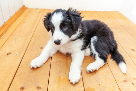 Funny studio portrait of cute smilling puppy dog border collie on white background. New lovely member of family little dog at home gazing and waiting. Pet care and animals conceptの写真素材