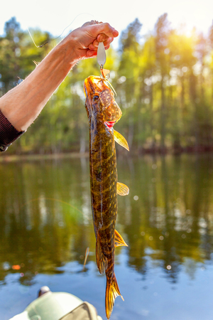 Fishing camping tourism relax trip active lifestyle adventure concept. Fisherman hand with fish pike against background of beautiful nature and lake or riverの写真素材