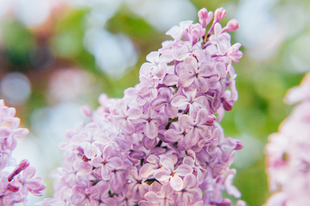 Beautiful smell violet purple lilac blossom flowers in spring time. Close-up blossom twigs of lilac. Inspirational natural floral spring blooming garden or park. Colorful ecology nature landscapeの写真素材