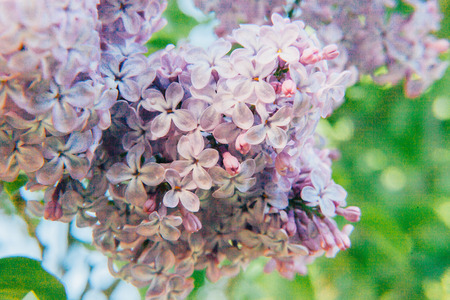Beautiful smell violet purple lilac blossom flowers in spring time. Close-up blossom twigs of lilac....